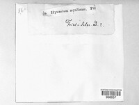 Lophium mytilinum image